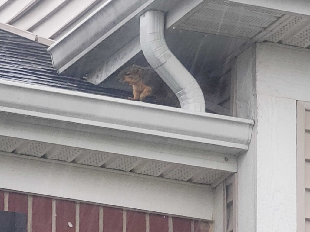 Wildlife Removal Sullivan