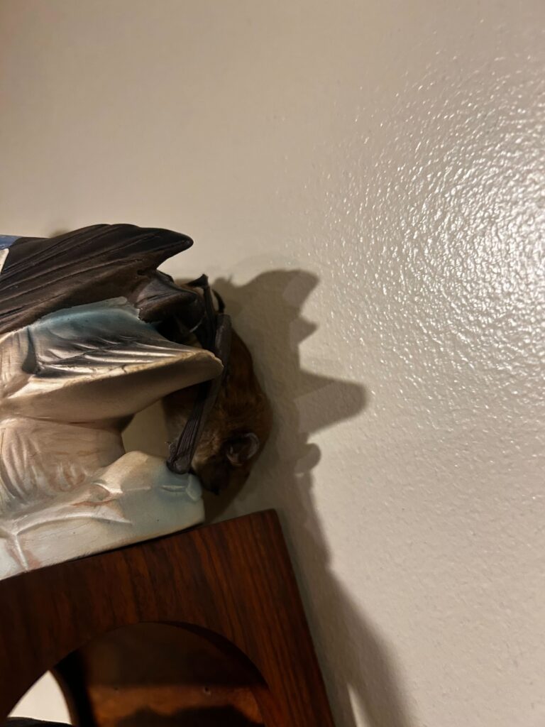 Wildlife Removal Sullivan